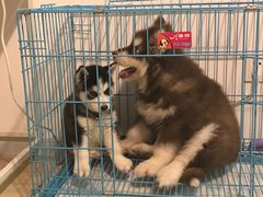 -芭比堂宠物医院·全科爱猫医院·仁德分院