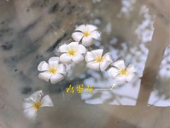 -100蛋泥浆浴