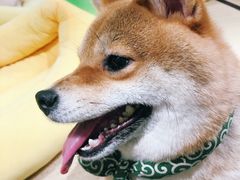 -逗柴咖啡屋·狗咖猫咖宠物桌游