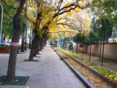 -三里屯东五街银杏大道