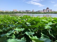 -莲花池公园