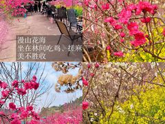 -桃源山庄·水蜜桃采摘·柴火鸡·烧烤团建(龙泉山店)