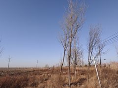 -白洋淀景区
