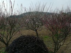 -香雪海