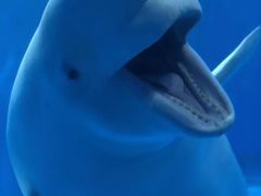 -多彩贵州城极地海洋世界