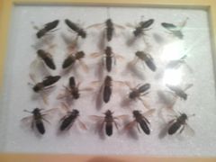 -上海昆虫博物馆