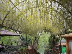 -张鸟园农家乐(张鸟园店)