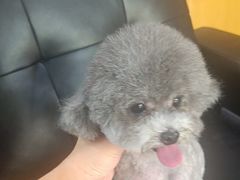 -久久宠物(河东万达店)