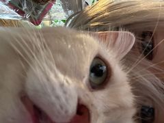 -猫猫幼稚园·撸猫·桌游·电玩