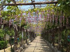 -北京呀路古热带植物园