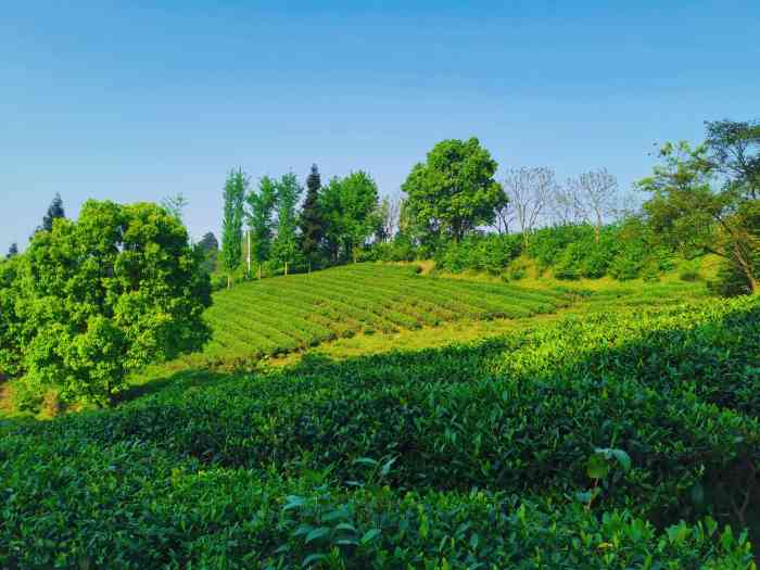 定心茶园-"打卡定心茶园,绝对是个拍照的好地方,重庆.