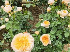 -人民公园(罗湖区)