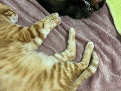 -伟伟宠物医院·瑞派猫友好医院·猫科(光谷店)