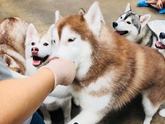 -TrueLove @ Neverland (Husky Cafe)