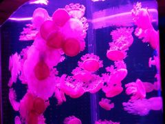 -多彩贵州城极地海洋世界