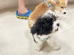 -帕帕拉兹宠物(亚洲旗舰店)