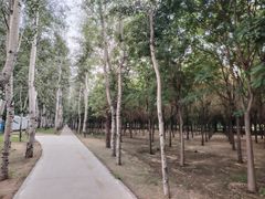 -古塔公园