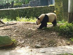 -都江堰中华大熊猫苑