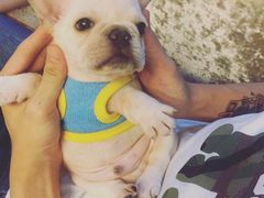 -翊宠yipet猫狗购宠庄园犬舍•猫舍