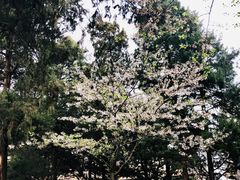 -武汉大学-樱园