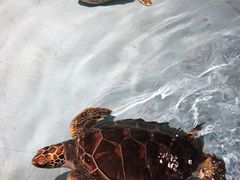 -芜湖新华联大白鲸海洋公园