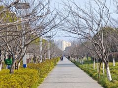 -高东镇樱花园