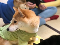 -逗柴咖啡屋·狗咖猫咖宠物桌游