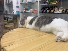 -瑞派动物医院·猫专科·至诚(江南中分院)