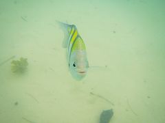 -东姑阿都拉曼海洋公园
