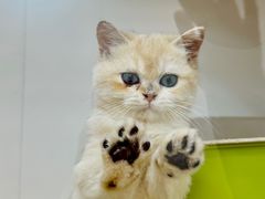 -青奢宠物·青奢猫舍