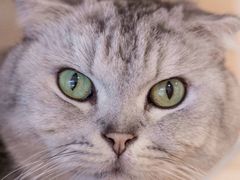 -猫咪派对(江南西店)