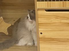 -滚猫咖啡·猫咖·猫友好撸猫(未来城店)
