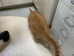-美美宠物诊疗中心·异宠·骨科(滨江东信分院)