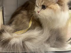 -瑞鹏宠物医院·普外科·影像科·皮肤科(城市山谷分院)