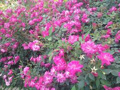 -人民公园(罗湖区)