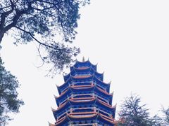 -铁山坪森林公园