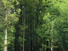 -黄海国家森林公园