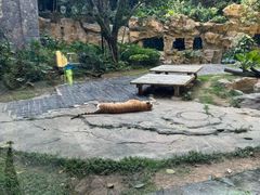 -麒麟中餐厅·经典粤菜·地道菜式老字号(广州长隆酒店)