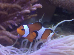 -凯莉-塔尔敦海洋生物水族馆