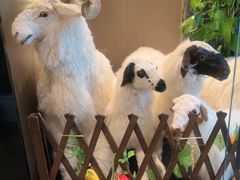 -百草滩羊清水涮羊肉·清真·宁夏盐池滩羊(莲花桥店)