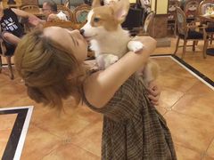 -more than meow吴止猫主题餐厅(承德 中船汇店)