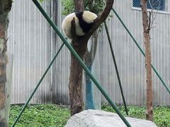 -卧龙中华大熊猫苑神树坪基地