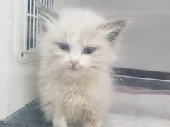 -伟伟宠物医院·CT影像中心·瑞派犬猫综合性门诊(汉口总院)