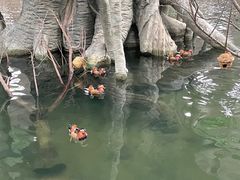 -南宫五洲植物乐园