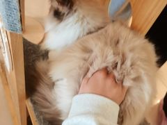 -平行世界·猫咖(首经贸店)