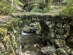 -天目山大树王景区