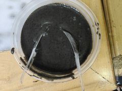 -芝麻糊世家(西华店)