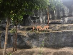 -清迈夜间动物园