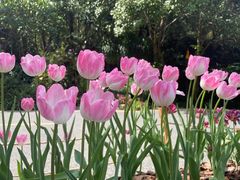 -深圳仙湖植物园