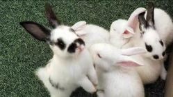 -萌宠亲子动物乐园(槐房万达店)